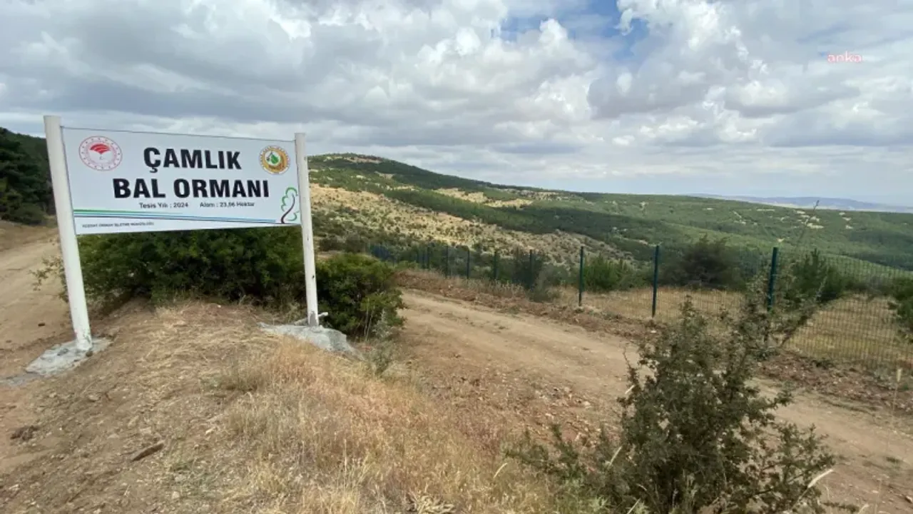 Arılar daha özgür olacak! Yozgat’ta ‘bal ormanı’ alanları genişliyor