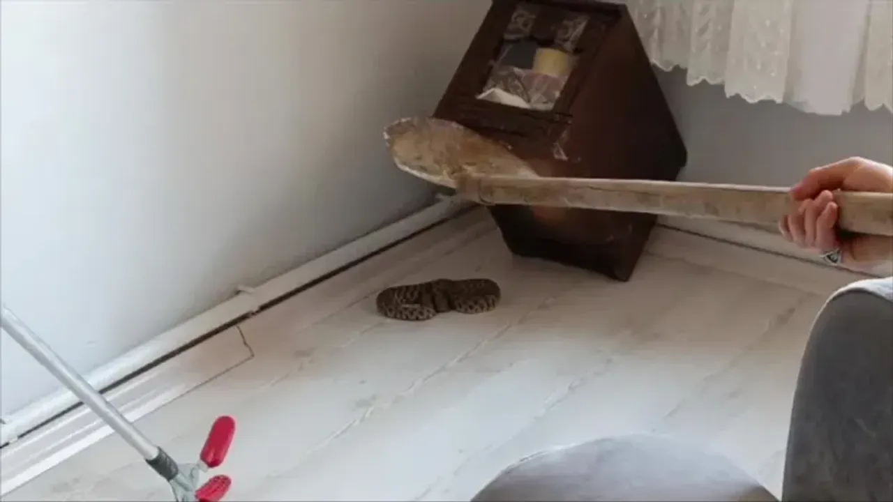 Elazığ'da Evde Sürpriz Misafir: Yılan!