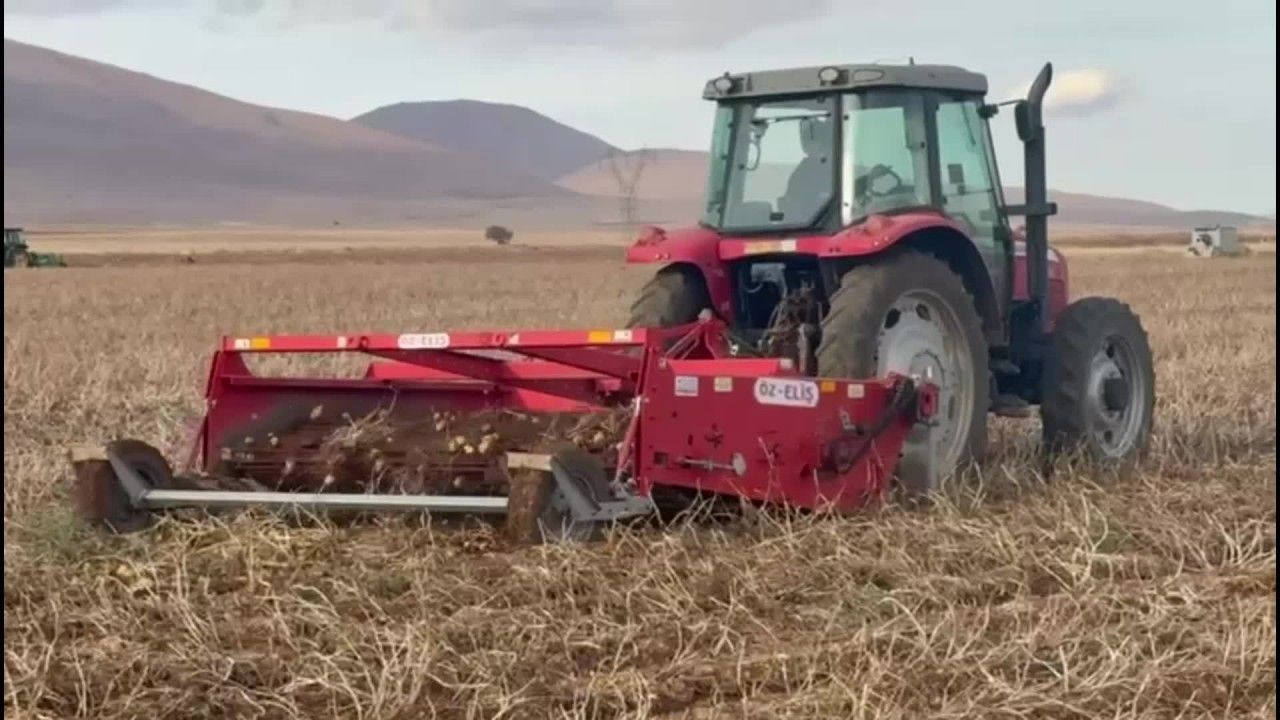 Malatya’nın Darende ilçesinde üretilen Selanik patatesi dış pazarda ilgi görüyor