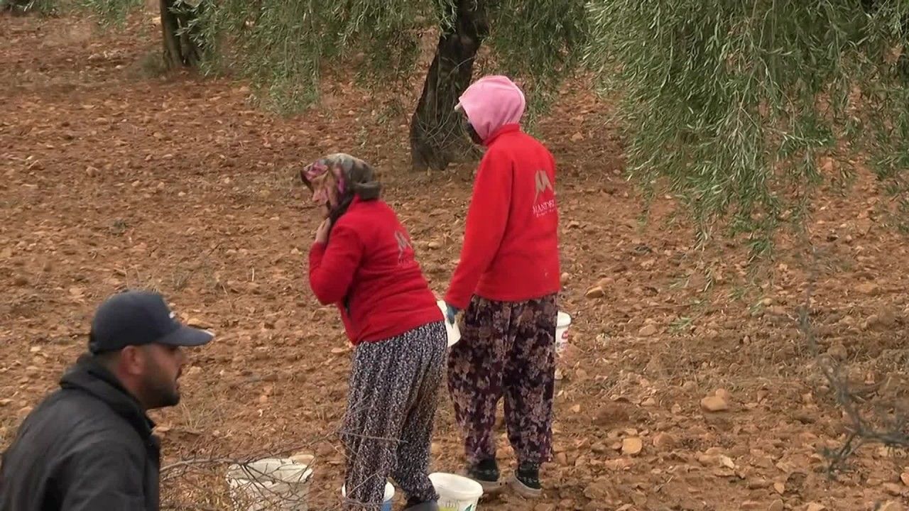 Kilis’te kuraklık zeytin üretimini vurdu... Üretici: “Verim kısıtlı, geçim zor”