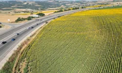 Fotoğraf Tutkunlarının Yeni Gözdesi: Tekirdağ Ayçiçeği Tarlaları