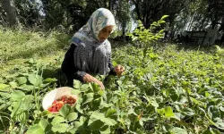 Asırlık Bilgelik ve Tecrübe: 104 Yaşındaki İmoş Biçki Bahçesinde Üretiyor