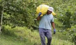 Fındık toplamanın bedeli: Günlük ücretler açıklandı