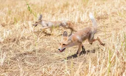 Kızıl tilki yavruları "Dicle" ve "Fırat" iki aylık özel bakım sonrası doğaya salındı