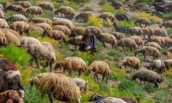 Faraşin Yaylası 400 bin küçükbaş hayvana ev sahipliği yapıyor