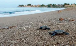 Türkiye'de bu yıl 14 bin 807 yavru deniz kaplumbağası denize ulaştı