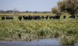 Afrika savanaları değil Mustafakemalpaşa