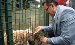 Trabzon sahipsiz köpek sorununda örnek olacak