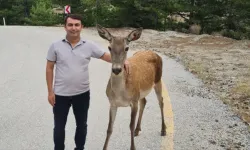 Salda Gölü çevresine salınan kızıl geyikler görüntülendi 