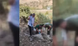 Hakkari'de Mucize Kurtarma! Tele Takılan Ayı Yaşama Tutundu