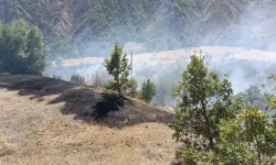 Tunceli'de ormanlık alanda çıkan yangına müdahale ediliyor