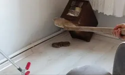 Elazığ'da Evde Sürpriz Misafir: Yılan!