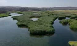 Karasu'da gözlemlenen kuş türü kuraklık nedeniyle yarıya düştü