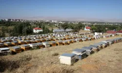 Arıcı Baba ve kızı, arıcılık aşkı: 1000 kovanla bal üretimi