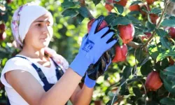 Türk Elması Dünyayı Fethetti: İhracatta Rekor Yıl!