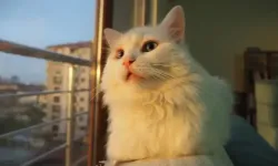 Kedi Sahiplerinin Mutlaka Bilmesi Gerekenler: Beden Dili İpuçları