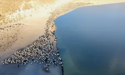 Sürülerin Nemrut Dağı'na tozlu yolculuğu