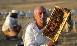 Hayal Dağı'nda bal hasadı devam ediyor