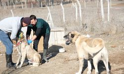 Eskişehir'de çoban ve bekçi köpekleri için çalışmalar devam ediyor