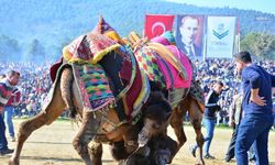 Torbalı'da ‘Deve Güreşi Festivali’nin bu yıl 16’ıncısı düzenlenecek