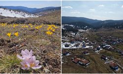 Çankırı'da baharın müjdecisi çiğdemler Büyük Yayla'yı sarıya boyadı