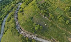 Doğu Karadeniz'de besicilerin yaylalara göçü sürüyor