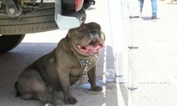 Malatya'da pitbull cinsi köpeğin saldırısına uğrayan kadın yaralandı