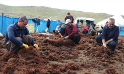 Ağrı yaylalarında binlerce küçükbaş el birliğiyle kırkılıyor