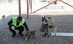 Muş'ta kurulan Hayvan Barınağı ve Doğal Yaşam Alanı sahipsiz köpeklere yuva oldu