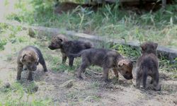 Muş'ta yaylada bitkin halde bulunan 4 kurt yavrusu koruma altına alındı