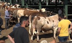Malatya'da besiciler arife ve bayram gününden umutlu