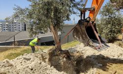 Kuşadası Belediyesi, kesilme riski taşıyan ağaçları yeni yaşam alanlarına taşıyor