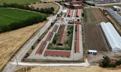 Lüleburgaz'da can dostların yaşam alanları genişletiliyor