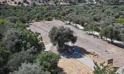 1316 yaşında zeytin vermeye devam ediyor