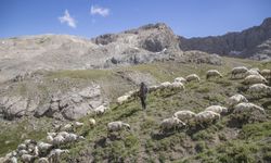 Tunceli yaylalarında zorluklara göğüs gerip doğal yöntemle peynir üretiyorlar