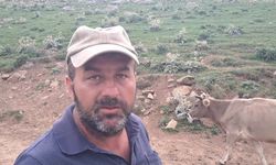 Artvin'de Şap alarmı: "Köyde sağlam hayvan kalmadı, yetkililer sessiz"
