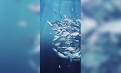 Deniz Ürünleri Festivali, gastronomi tutkunlarını Marmaris'te buluşturacak