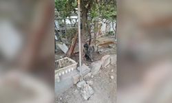 İzmir'de ateşli silahla yaralanan domuz Doğal Yaşam Parkı’nda sağlığına kavuştu