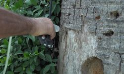 Kültürpark’ın palmiyelerine yapay zeka desteği ile koruma