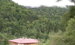 Rize ve çevresinde 27 dağ keçisi ihaleyle avlanacak... Doğa savunucularından tepki