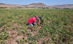 Yozgat’ta hasadına başlanan yazlık patates tarlada kaldı