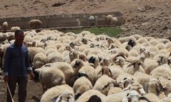 Yetiştiriciler çoban bulamıyor: Kaçak yollarla getirilen göçmen işçiler kayıt dışı çalıştırılıyor