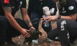 UMKE ekipleri alevlerin arasından kaplumbağa kurtardı