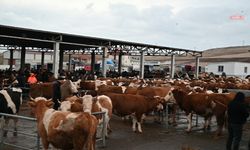 Iğdır’da şap hastalığı nedeniyle hayvan pazarı 1 ay kapatıldı