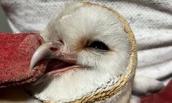 Erzurum’da bitkin bulunan peçeli baykuş doğaya bırakıldı