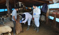 Kars’ta küçükbaş hayvanlarda aşılama çalışmaları sürüyor