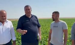Gürer: “Şeker Üreten Kazanıyor, Şeker Pancarı Üreten Kaybediyor”