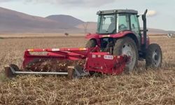 Malatya’nın Darende ilçesinde üretilen Selanik patatesi dış pazarda ilgi görüyor