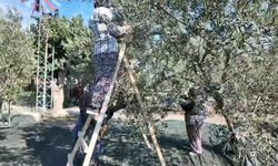 Soma’da Zeytin Hasadı Şenliği: “Soma kömürle değil zeytinle anılsın”