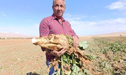 Darendeli çiftçi dert yandı: “Suya, gübreye, işçiye verdik; bize 500 kilo kaldı”